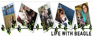 life with beagle