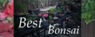 best_bonsai